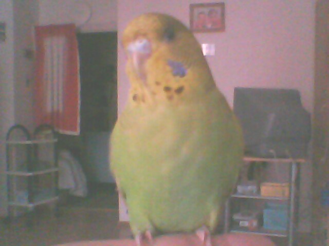 Bobi 2.den
