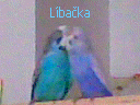 Líbačka Bobíků.gif