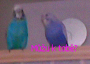 Můžu k tobě.gif